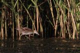 20110918_Klein waterhoen_Lepelaarsplassen_7